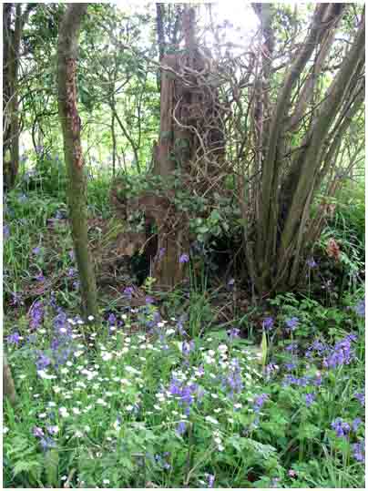 Bluebells in Bridle Path