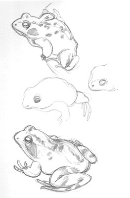 Sketches of frog