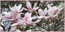 Flower Photographs