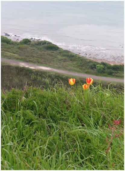 View from cliff path