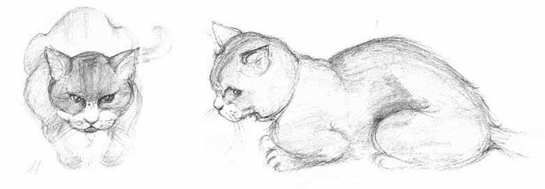 Henry, Paton Books cat