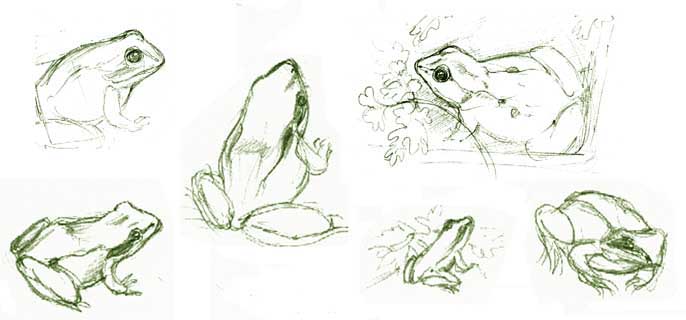 Sketches of frogs