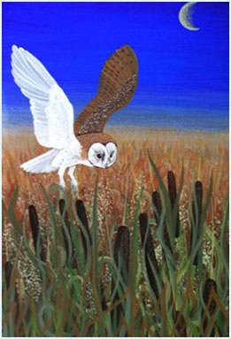 Barn Owl