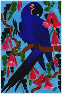 Hyacinth Macaw