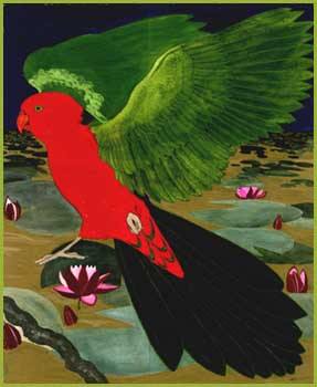 King parakeet