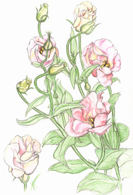 Lisianthus