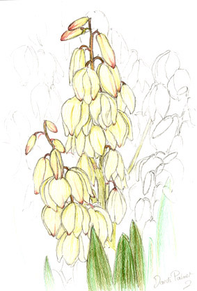 yucca