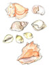 Whelk and cowrie