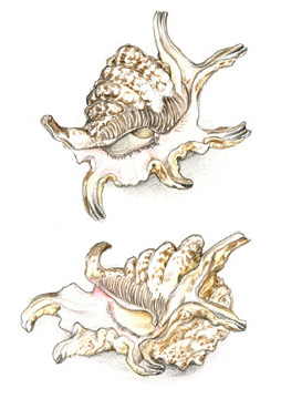 Spider conch