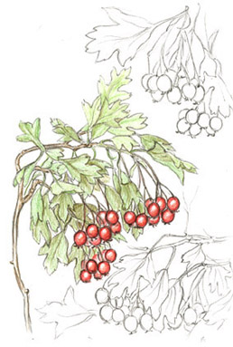 Hawthorn