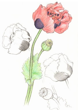 Opium poppy