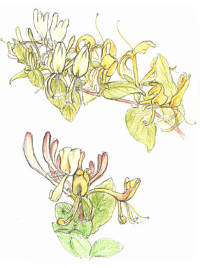 Honeysuckle