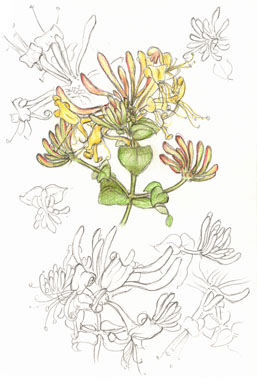Honeysuckle