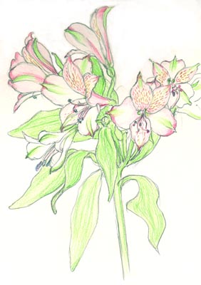 Alstroemeria