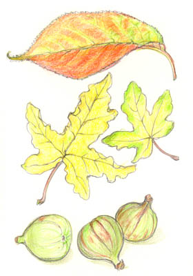 Autumn leaves and figs