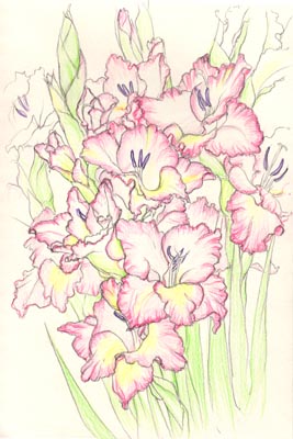 Gladiolus
