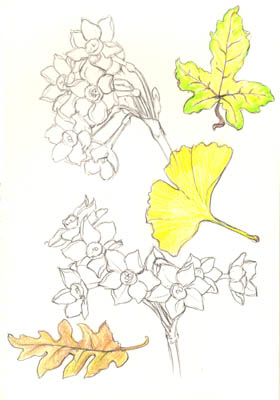 Leaves and Narcissi