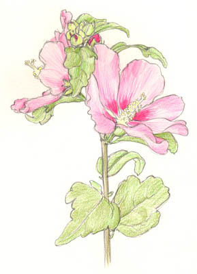 Tree Mallow