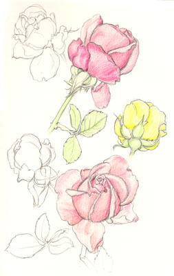 Roses