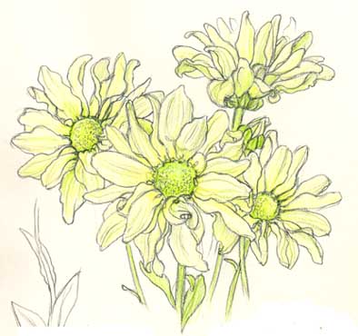Chrysanthemum