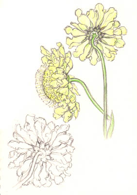 Scabious
