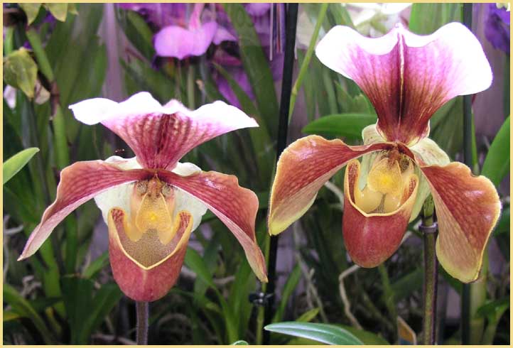 Paphiopedilum - Slipper Orchid