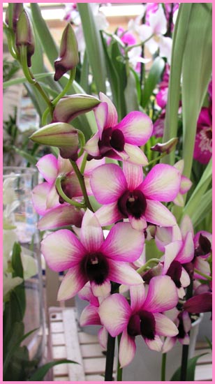 Dendrobium