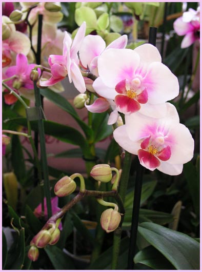 Phalaenopsis - Moth Orchid