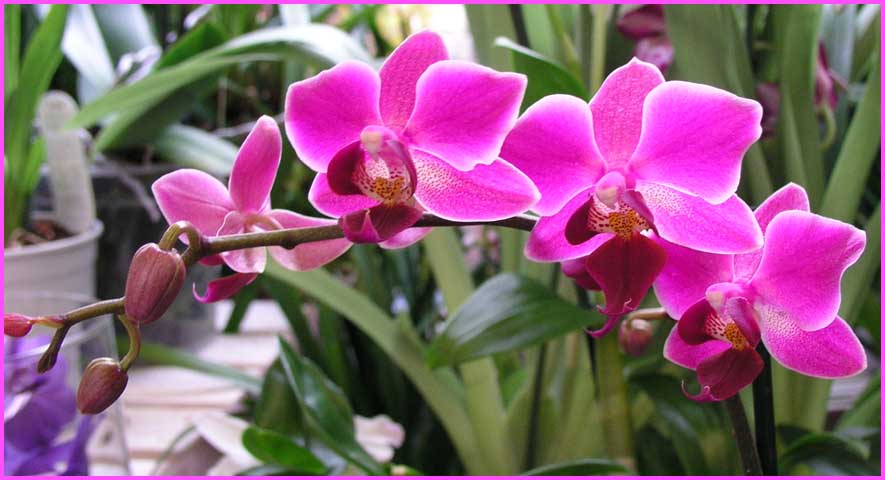 Phalaenopsis - Moth Orchid