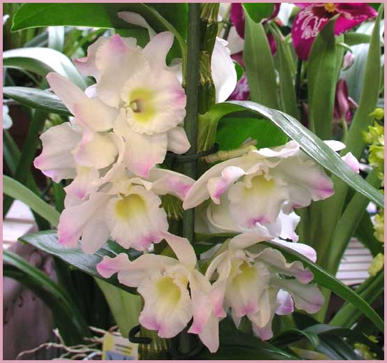 Cattleya