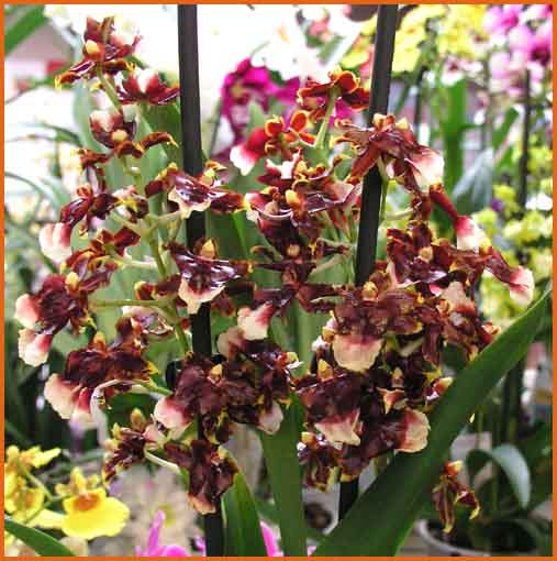 Oncidium