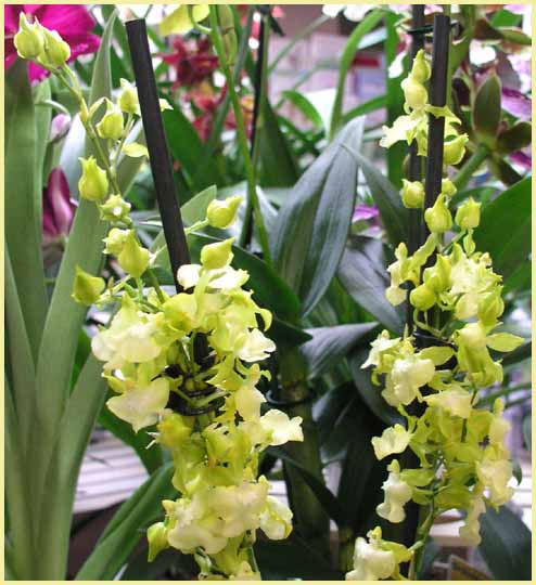 Oncidium - Dancing Lady
