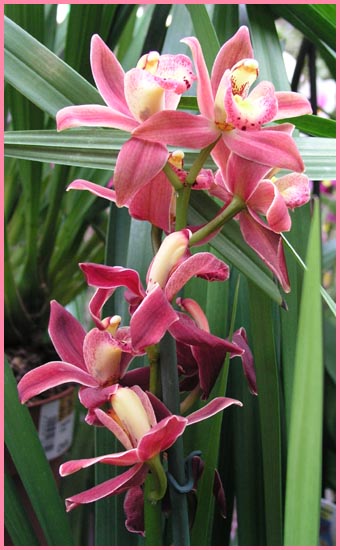 Cattleya