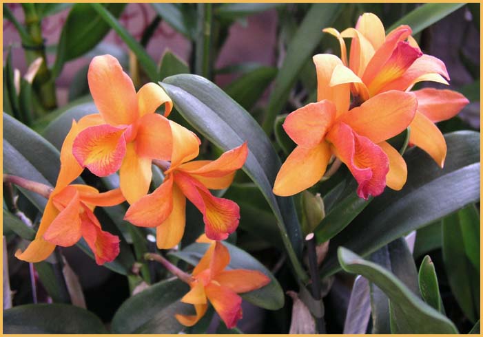 Cattleya