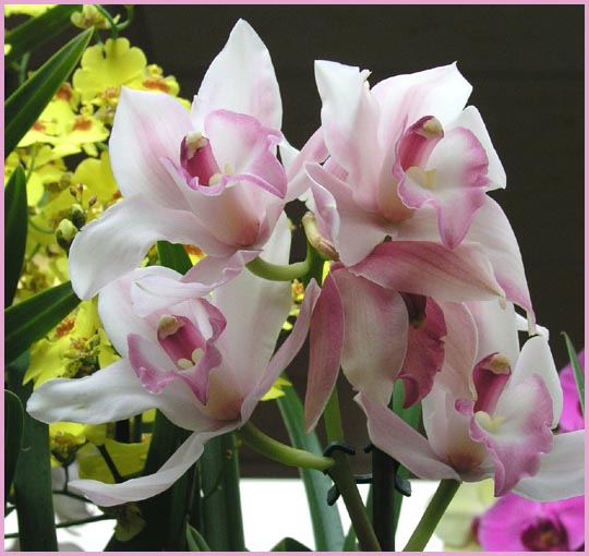 Cattleya