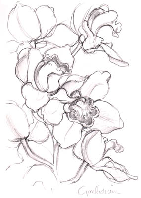 Cymbidium