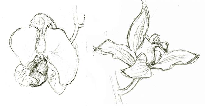 Phalaenopsis and Coelogyne