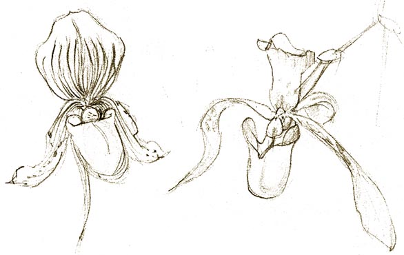 Paphiopedium haynoldianum