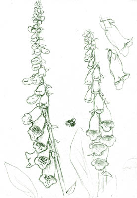 foxgloves