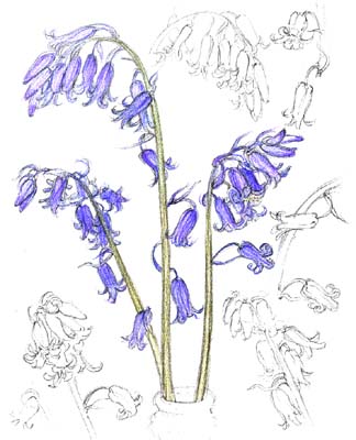 Bluebells