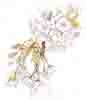 Cherry Blossom