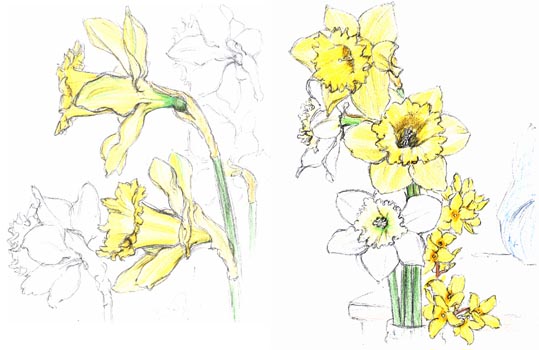 Daffodils