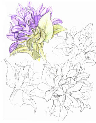 Campanula