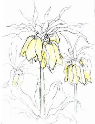 Crown Imperial