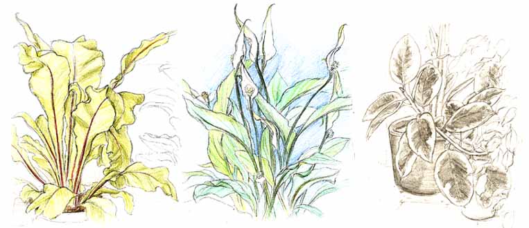 Asplenium nidus