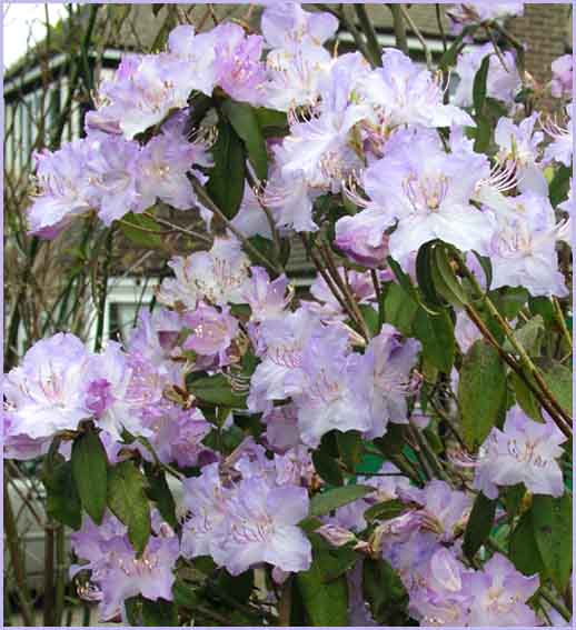 Azalea