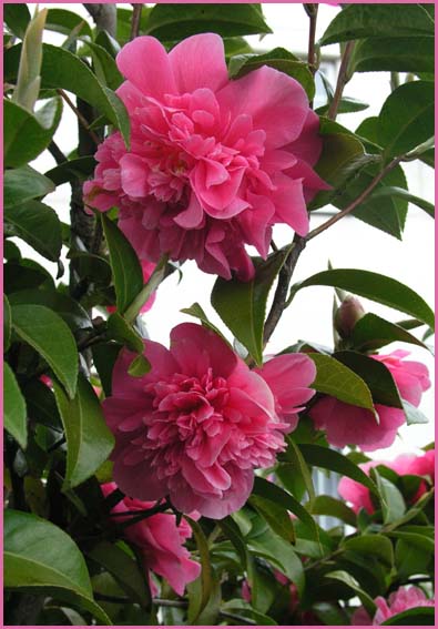 Camellia