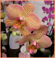 orchid