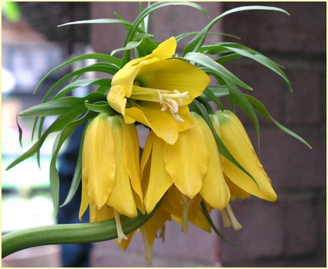 Crown Imperial