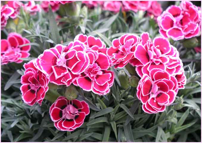 Dianthus